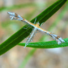 Plume moth