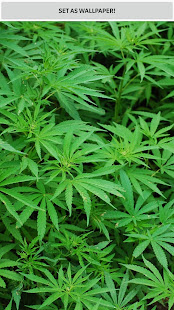 Weed Wallpaper HD 2018(圖3)-速報App