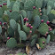 Coastal Prickly Pear