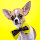 Chihuahua Dogs Wallpaper HD