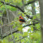 Scarlet Tanager