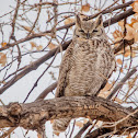 Great Horned Owl