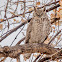 Great Horned Owl