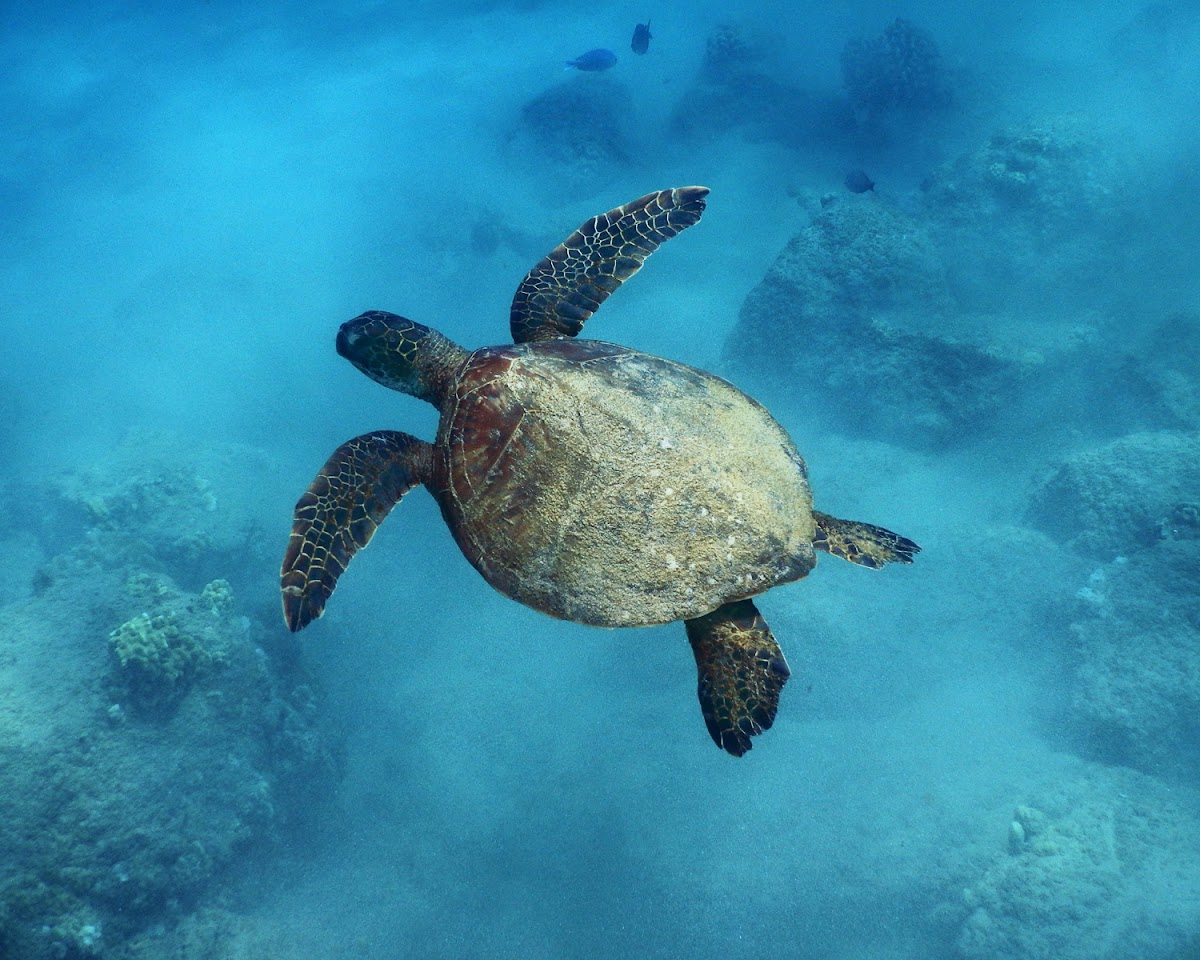 Green Sea Turtle