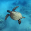 Green Sea Turtle