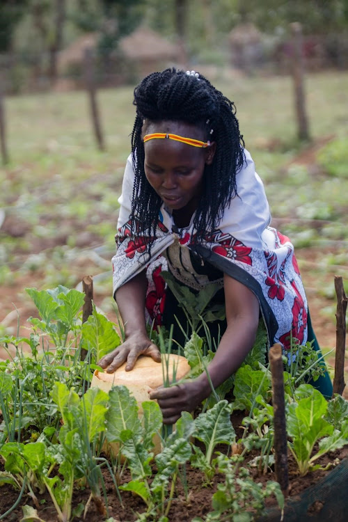 Sarah Kwambai weeding her kitchen garden in Cheptuyis village in Pokot South in West Pokot County.