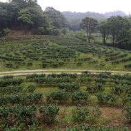 台灣農林熊空茶園