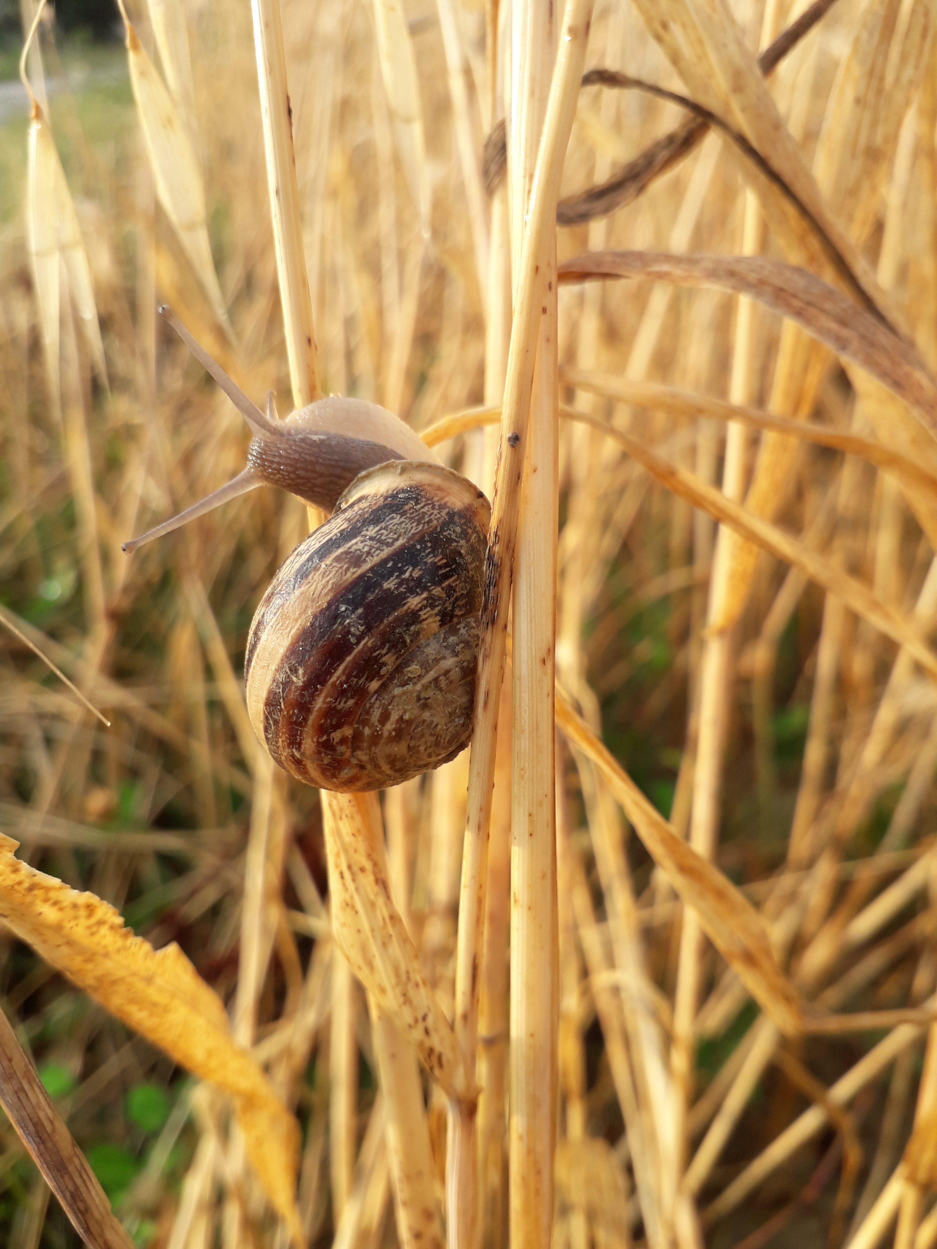 cucciola di toscano