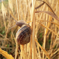 cucciola di toscano