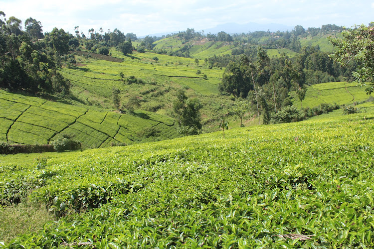 Tea farms in Mbugiti area, Gatanga subcounty, Murang'a County.