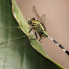 Green Marsh Hawk