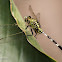 Green Marsh Hawk