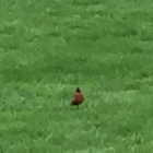 American Robin