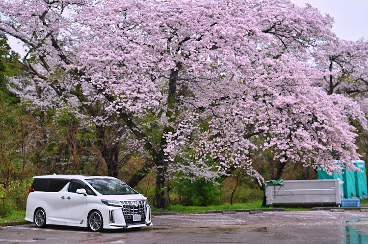 アルファードの仙台市・桜とコラボ🌸・桜に関するカスタム事例の投稿画像3枚目