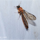 Genus Dorylus 烈蟻屬 (狩獵蟻屬)