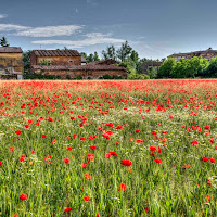 Campo di grano con papaveri di 