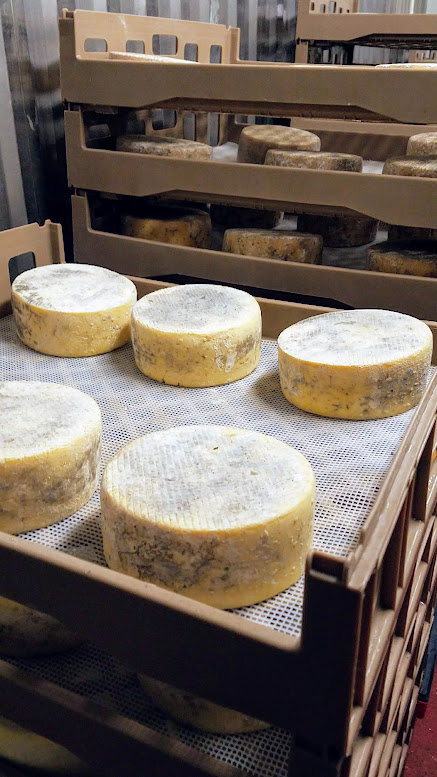 Artisan Cheese Festival tour 2018, a visit with owner Lisa Gottreich of Bohemian Creamery showing us and telling us the story behind the scenes of an artisan cheesemaker. We were able to also visit the 3 aging rooms as you see here.