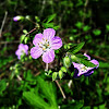 Wild Geranium