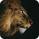 Download Lion Theme For Applock For PC Windows and Mac 1.0.1