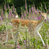 Fallow Deer