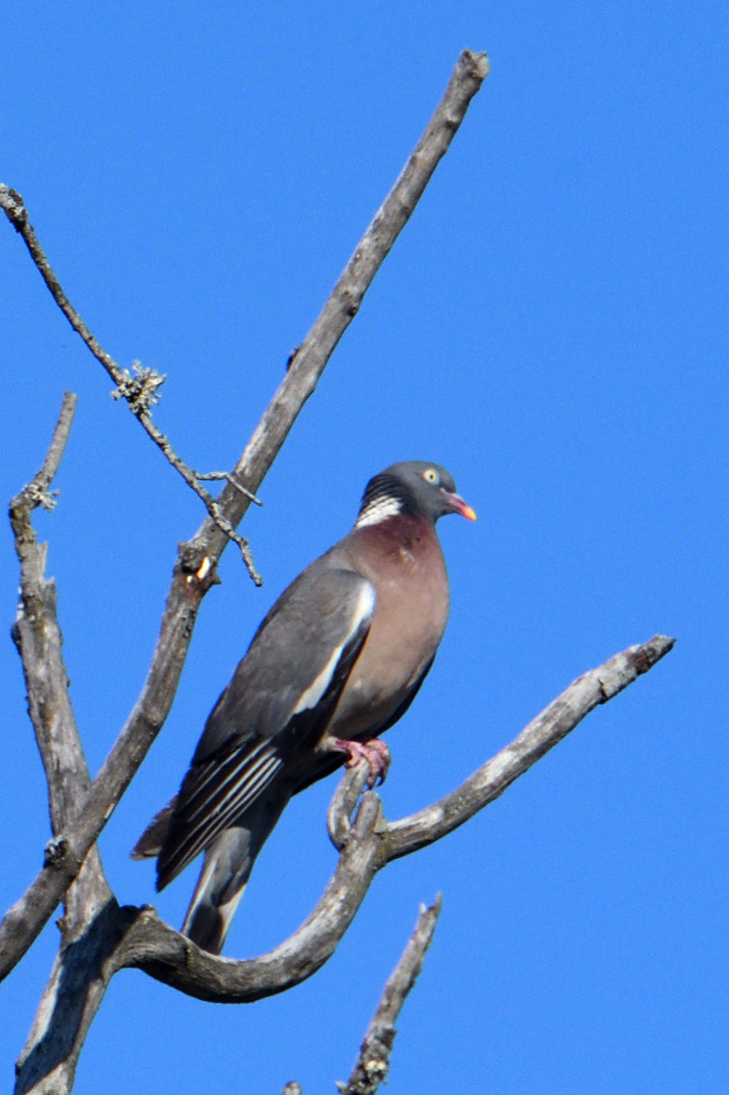 Common Wood Pigeon; Paloma Torcaz