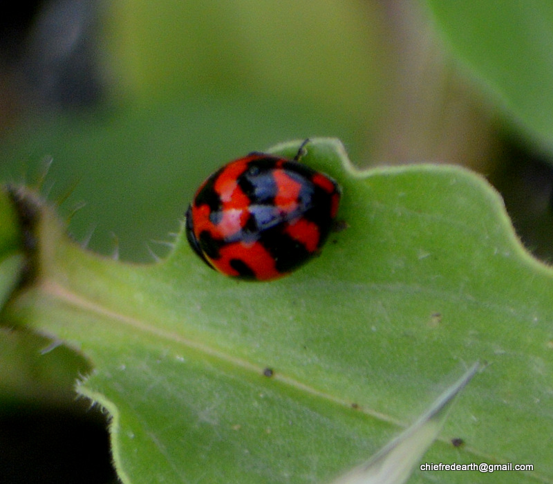 Transverse Ladybird