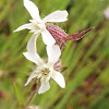 Common Catchfly