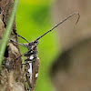 Sulawesi Batocera Longhorn