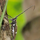 Sulawesi Batocera Longhorn