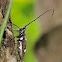 Sulawesi Batocera Longhorn