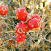 Cholla