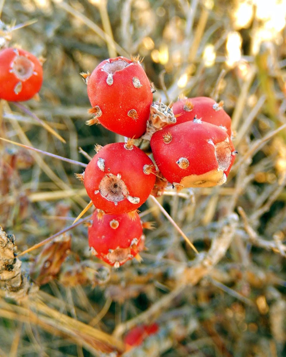 Cholla