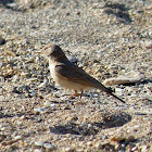 Desert Lark