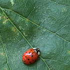 Asian Lady Beetle