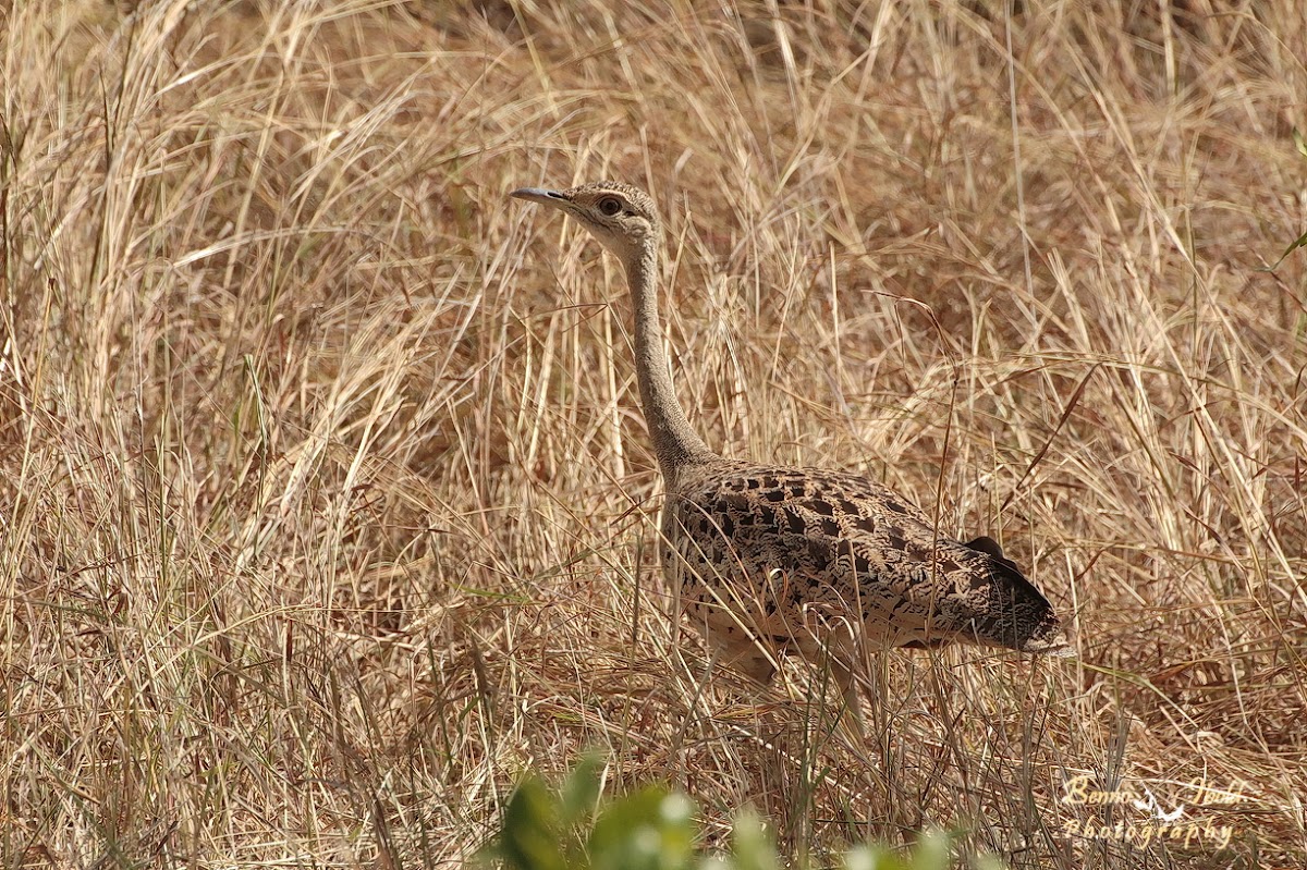 Red-crested korhaan or red-crested bustard