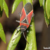 Whitecrossed Seed Bug