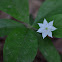 Northern Starflower