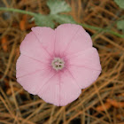 Mallow Leaved Bindweed (Κομβόλβουλος ο κομψότατος)