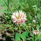 White Clover