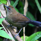 Papa-taoca-do-sul (White-shouldered Fire-eye) - Female