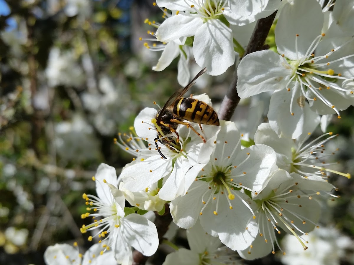 Common aerial yellowjacket