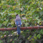 Blue Jay