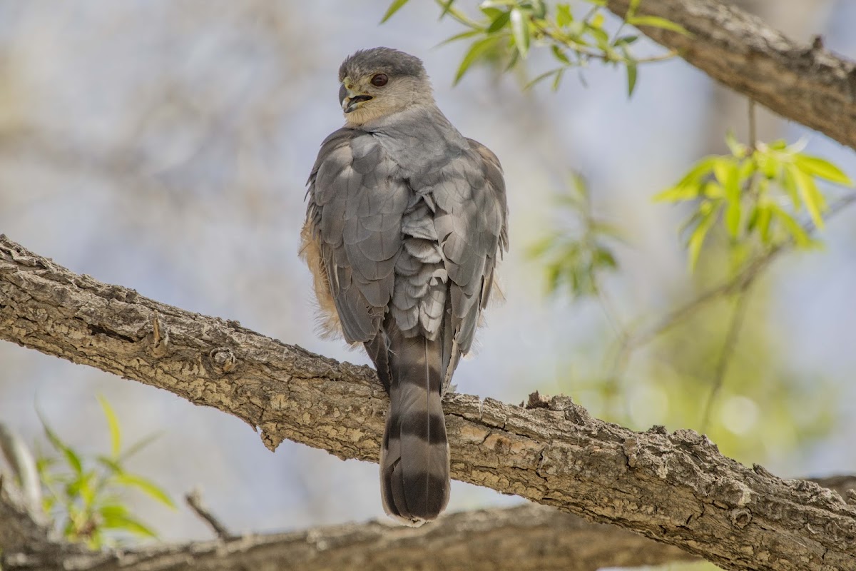 Coopers Hawk