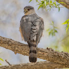 Coopers Hawk