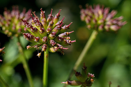 Oenanthe crocata