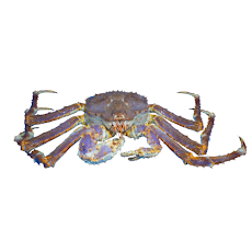 Cua King Crab xanh sống 1.8kg/con up