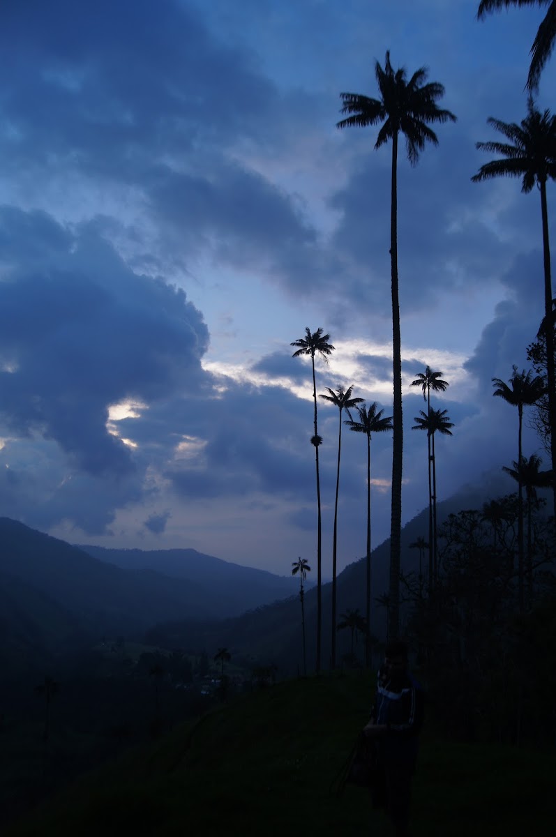 Quindío wax palm