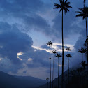 Quindío wax palm