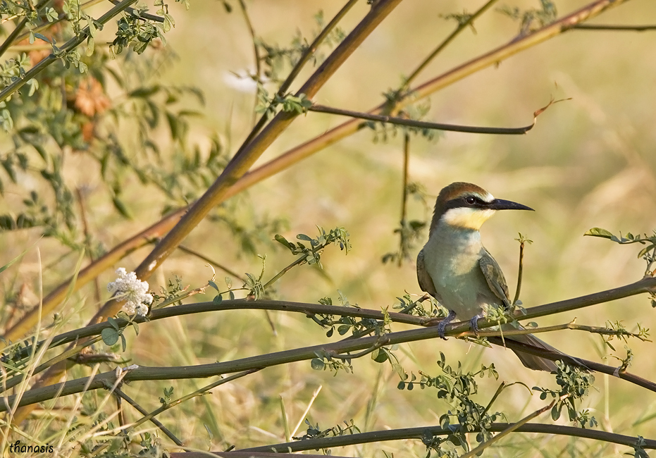 European Bee-Eater