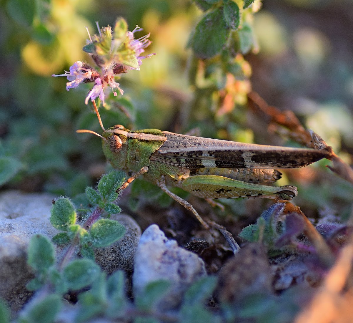 Band-winged Grasshopper